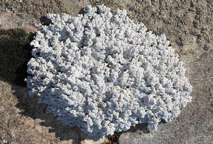 Licheni dal Passo Stelvio